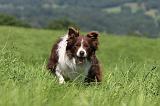 BORDER COLLIE 518